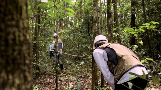 Inventário florestal