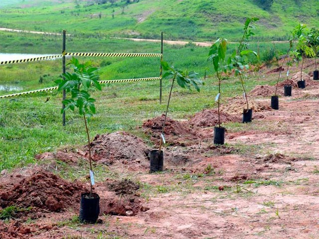 Projeto de recuperação de áreas degradadas pela mineração